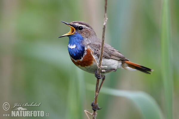 Blaukehlchen (Luscinia svecica)