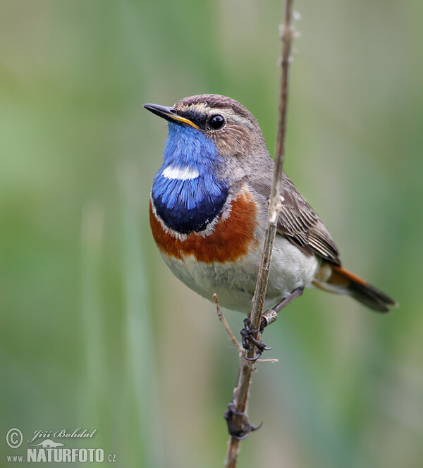 Blaukehlchen (Luscinia svecica)