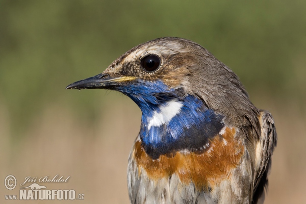 Blaukehlchen (Luscinia svecica)