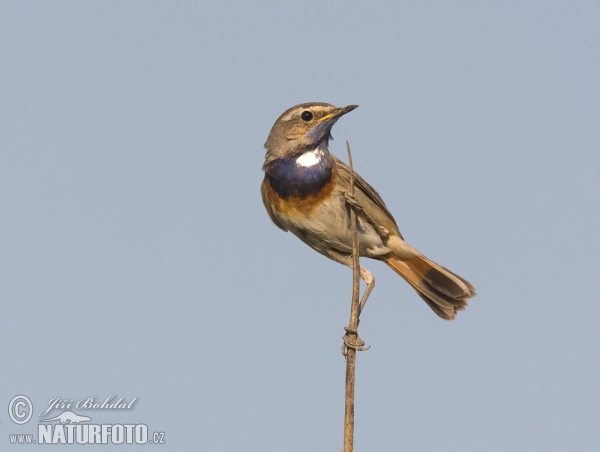 Blaukehlchen (Luscinia svecica)