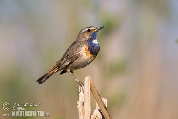 Blaukehlchen (Luscinia svecica)