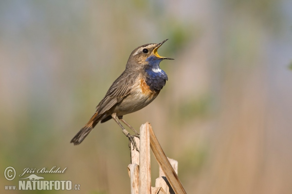 Blaukehlchen (Luscinia svecica)