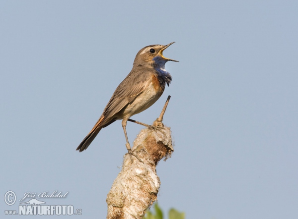 Blaukehlchen (Luscinia svecica)