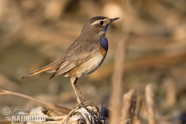 Blaukehlchen (Luscinia svecica)