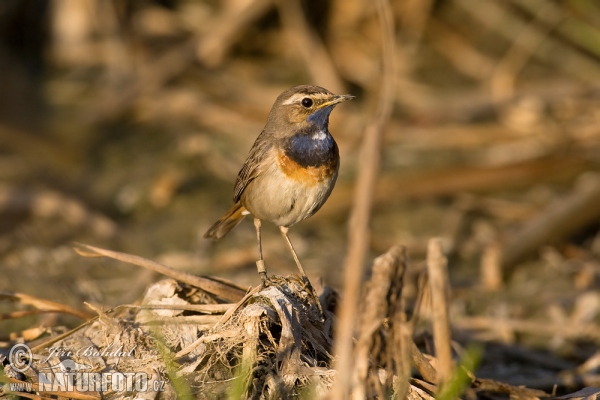 Blaukehlchen (Luscinia svecica)