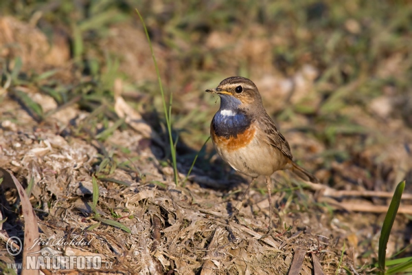 Blaukehlchen (Luscinia svecica)