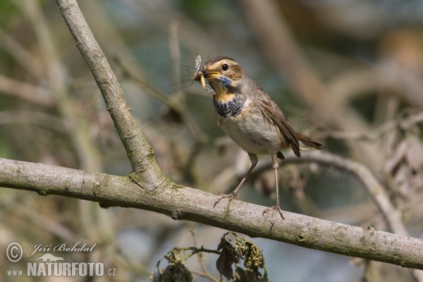 Blaukehlchen (Luscinia svecica)