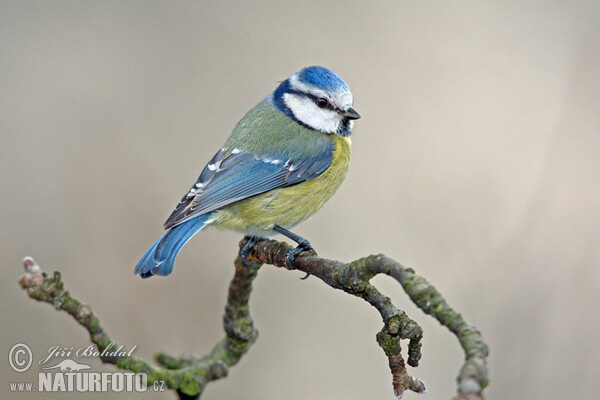 Blaumeise (Cyanistes caeruleus)