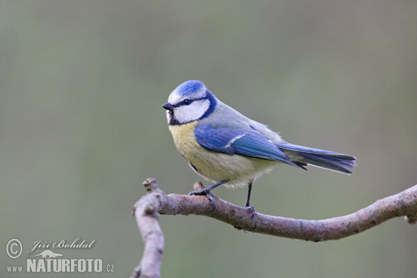 Blaumeise (Cyanistes caeruleus)