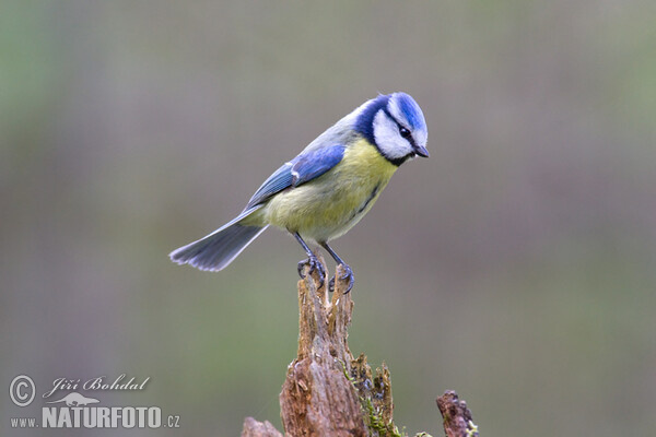 Blaumeise (Cyanistes caeruleus)