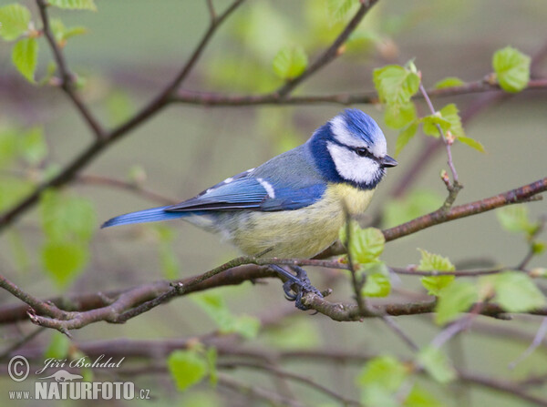 Blaumeise (Cyanistes caeruleus)