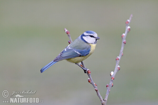 Blaumeise (Cyanistes caeruleus)