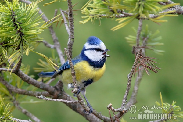 Blaumeise (Cyanistes caeruleus)