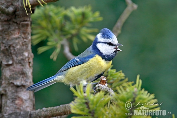 Blaumeise (Cyanistes caeruleus)