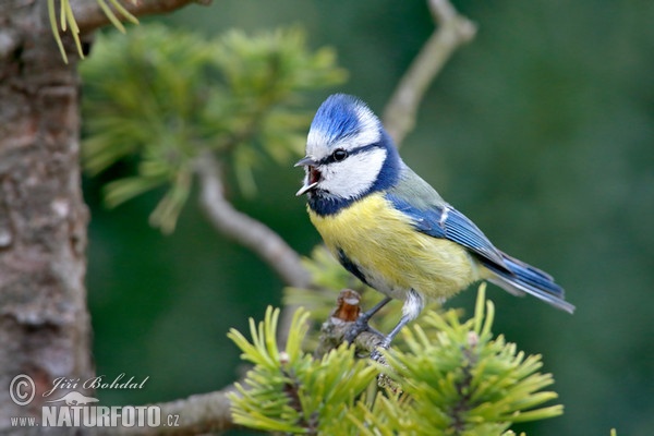 Blaumeise (Cyanistes caeruleus)