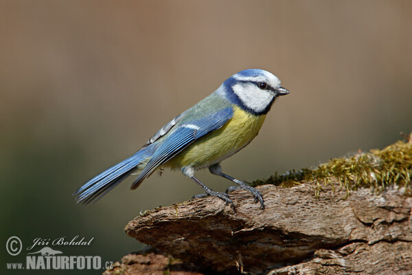 Blaumeise (Cyanistes caeruleus)