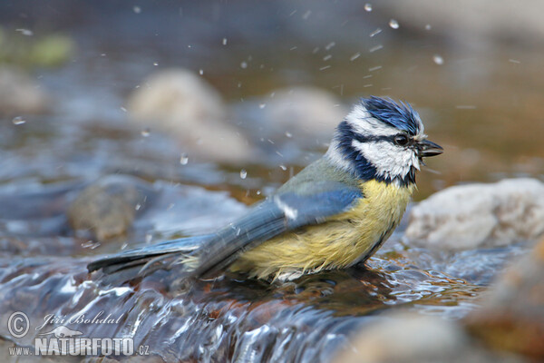 Blaumeise (Cyanistes caeruleus)