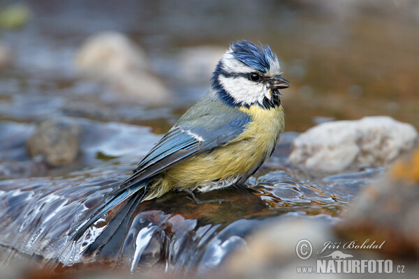 Blaumeise (Cyanistes caeruleus)