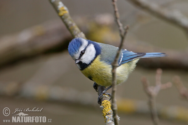 Blaumeise (Cyanistes caeruleus)