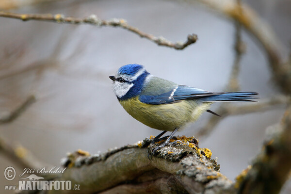 Blaumeise (Cyanistes caeruleus)