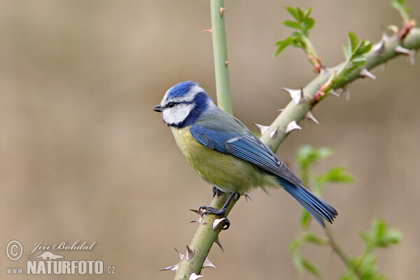 Blaumeise (Cyanistes caeruleus)