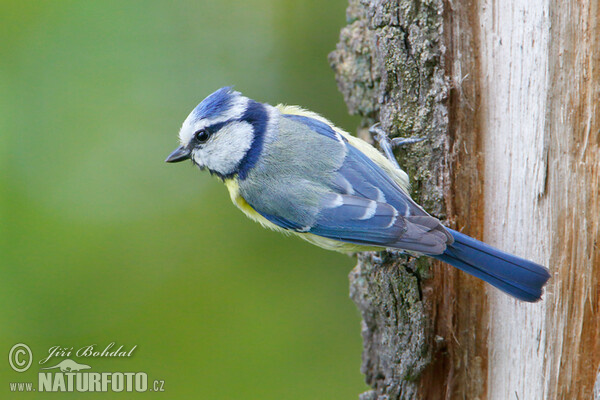 Blaumeise (Cyanistes caeruleus)