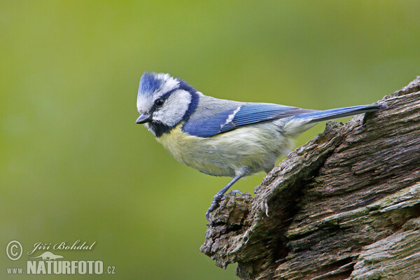 Blaumeise (Cyanistes caeruleus)