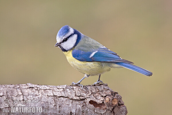 Blaumeise (Cyanistes caeruleus)