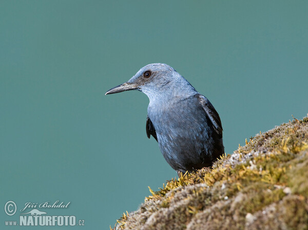 Blaumerle (Monticola solitarius)