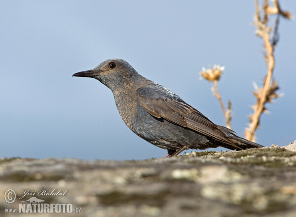 Blaumerle (Monticola solitarius)