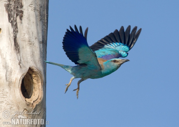 Blauracke (Coracias garrulus)