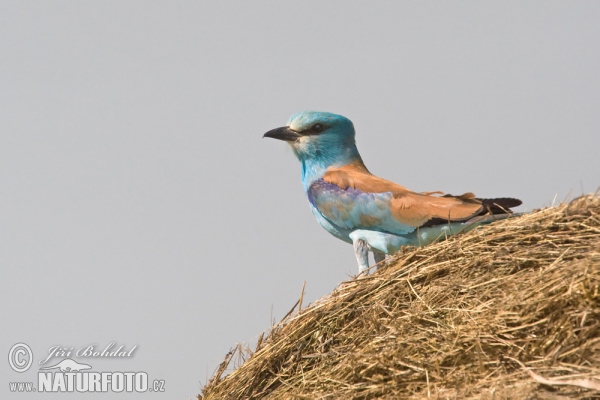 Blauracke (Coracias garrulus)