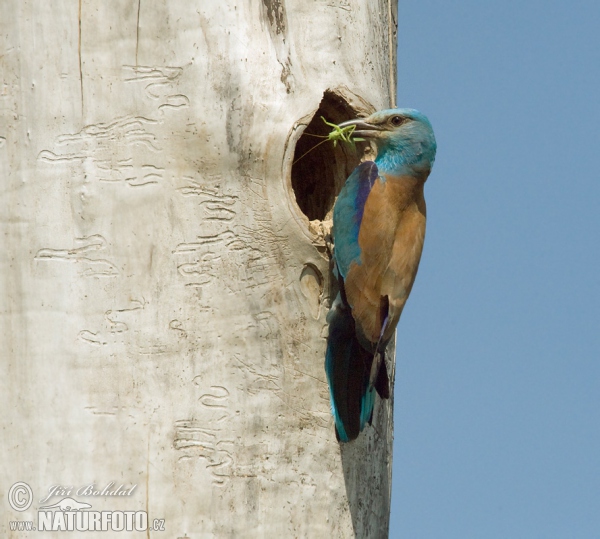 Blauracke (Coracias garrulus)