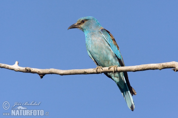 Blauracke (Coracias garrulus)