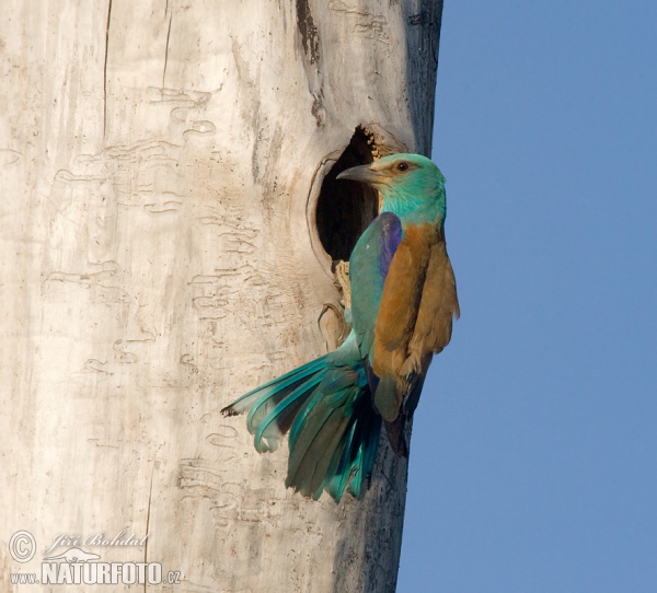 Blauracke (Coracias garrulus)