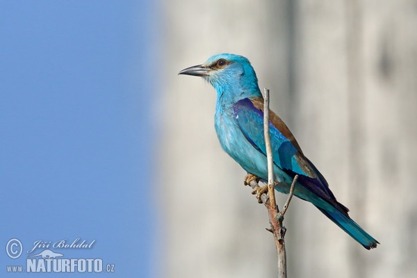 Blauracke (Coracias garrulus)