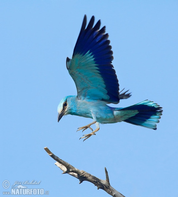 Blauracke (Coracias garrulus)