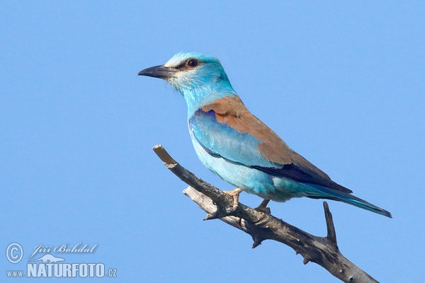 Blauracke (Coracias garrulus)