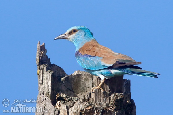 Blauracke (Coracias garrulus)