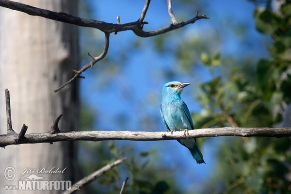 Blauracke (Coracias garrulus)