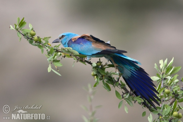 Blauracke (Coracias garrulus)