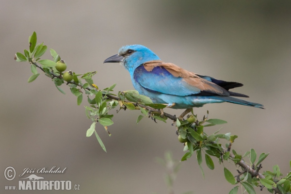 Blauracke (Coracias garrulus)