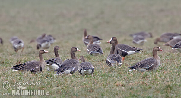 Blessgans (Anser albifrons)