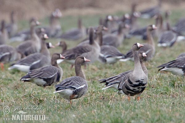 Blessgans (Anser albifrons)