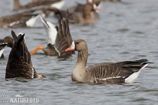 Blessgans (Anser albifrons)