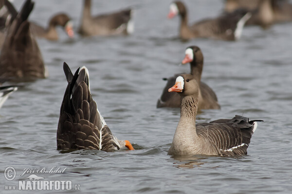 Blessgans (Anser albifrons)