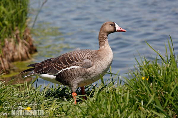 Blessgans (Anser albifrons)