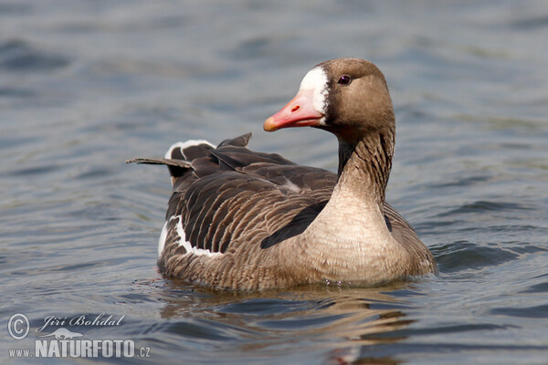 Blessgans (Anser albifrons)