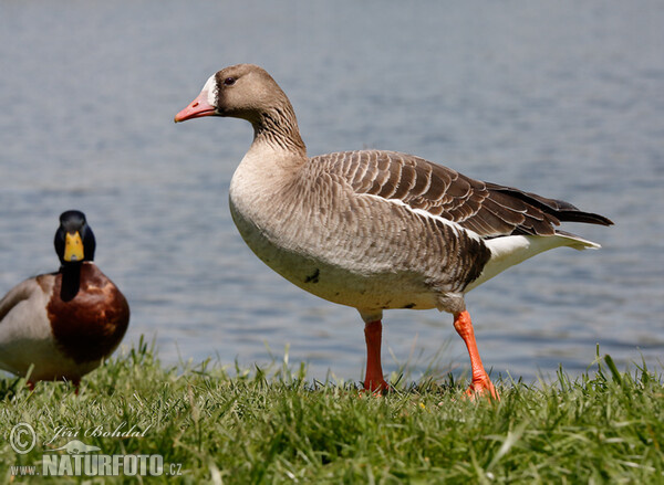 Blessgans (Anser albifrons)