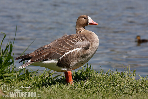 Blessgans (Anser albifrons)